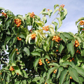 30 Seeds Celastrus Scandens | American Bittersweet Seeds for Planting | Vigorous Climbing Vine | Bright Berries | Ornamental Garden Plant