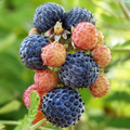 Mysore Black Raspberry Plant (Rubus niveus) – 1 Bare Root Starter, Ever-Bearing, Sweet Fruit Bush for Warm Climates, Zones 9-11