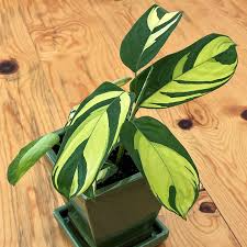 Ctenanthe Lubbersiana ‘Never Never Plant’ – 1 Live Variegated Prayer Plant (1-2’ Tall)