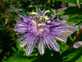 10 Maypop Purple Passion Seeds (Passiflora Incarnata) Edible Fruit, Cold Hardy