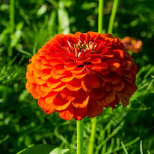 Orange King Zinnia Seeds - Non-GMO, Burnt Orange Blooms, Tall Cut Flowers, Attracts Pollinators, USDA Zones 1-10,