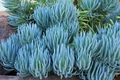 9X Senecio Mandraliscae Blue Chalk Sticks Succulent Cuttings - 5" Long, Drought Tolerant