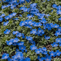Blue Creeping Thyme Seeds - Non-GMO, Fragrant Ground Cover, Easy-Grow, Drought-Tolerant, Perfect for Rock Gardens, 250 Seeds