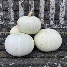 Valenciano Pumpkin Seeds | Heirloom, Non-GMO | Creamy White Skin | Sweet Flesh | 8-20 lbs |  | 110 Days to Maturity