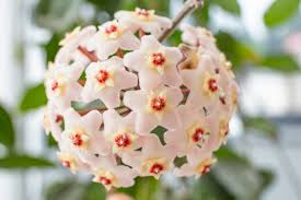 Hoya Carnosa ‘Snow Ball’ Well-Rooted Cutting 4 Inch Pot | Starter Live Plant | Easy to Grow | Fragrant Wax Flowers | Houseplant Gift