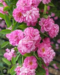 Peggy Martin Rose | 5 Unrooted Cuttings (7-8") | Katrina Rose | Thornless and Fast Growing Climber | Rare & Hardy