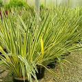 1 Rooted New Zealand Flax Plant - Phormium Tenax "Duet" - Cold Hardy (10 F), 12" Tall, Bare root, Ready to Plant
