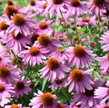 Purple Coneflower Seeds | Non-GMO | Stunning Purple Blooms | Attracts Pollinators | USDA Zones 3-9 |