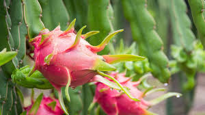 3 Red Dragon Fruit Cuttings - Pink Skin, Red Flesh - Fresh Cuttings Ready to Plant, No Root
