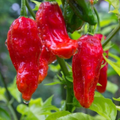 Pepper X - 25 Seeds World's Hottest Pepper - USA Grown -  - Extreme Heat - Ghost Pepper Hybrid - Home Garden