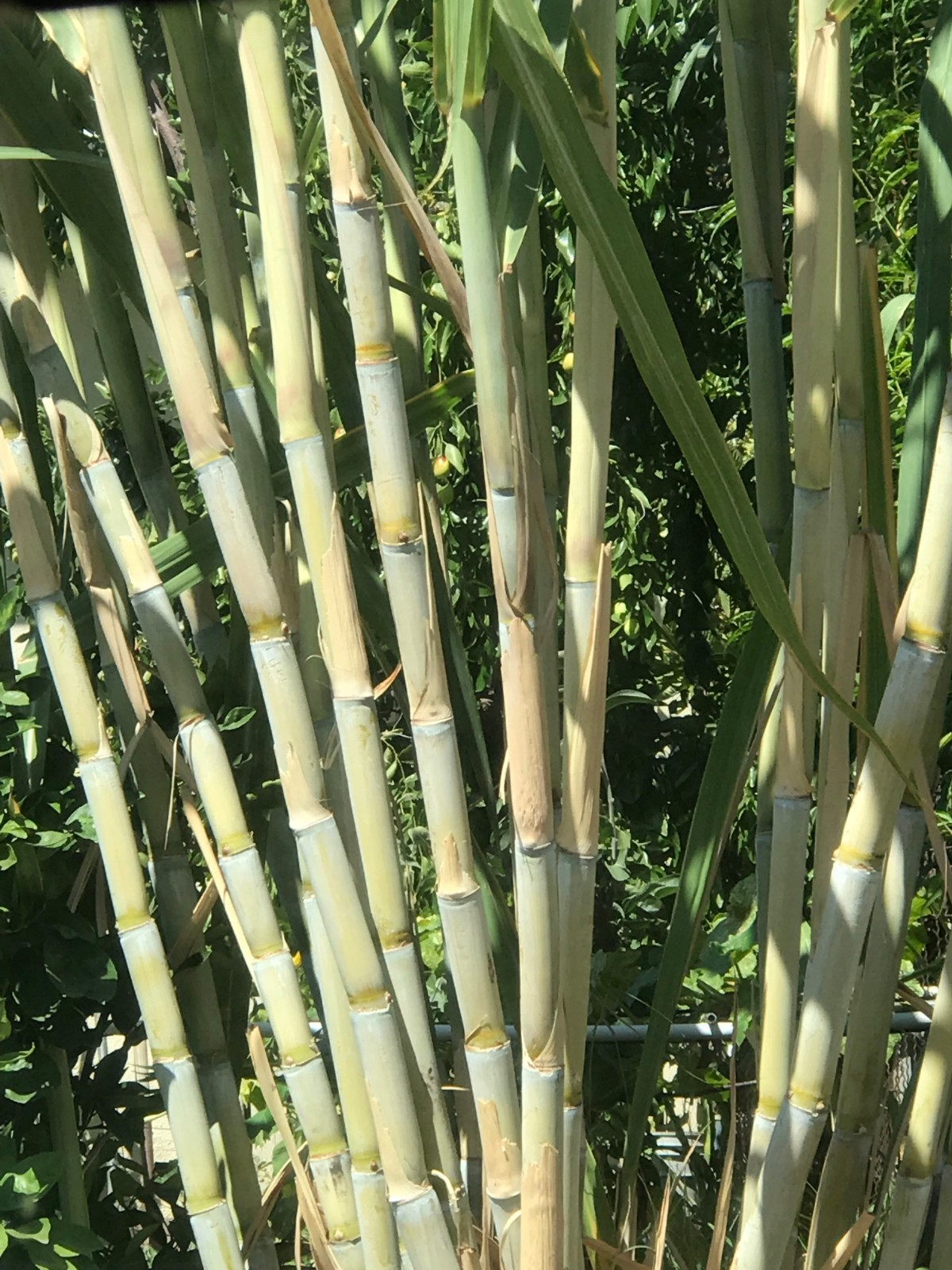 5 Rooted Sugarcane Cuttings – Sweet & Juicy – Tropical Live Plant – Ready to Plant – Fast Growing – Fresh Organic Stalks