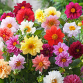 Unwins Bedding Dahlia Seeds | Semi-Double Blooms | Non-GMO |  | Zones 2-10