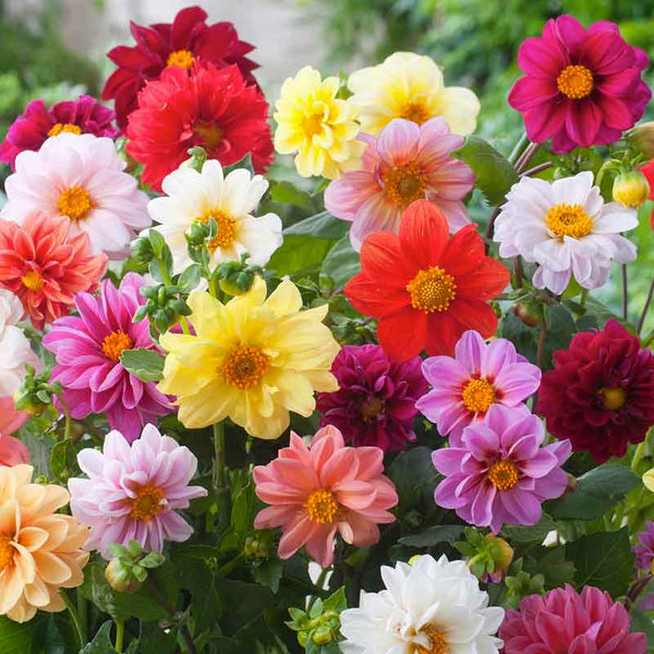 Unwins Bedding Dahlia Seeds | Semi-Double Blooms | Non-GMO |  | Zones 2-10