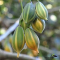 Oak Leaved Papaya Seeds - 25 Tropical Fruit Seeds, Fast Shipping, Unique Lobed Foliage, Container or Garden Growing
