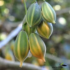 Oak Leaved Papaya Seeds - 25 Tropical Fruit Seeds, Fast Shipping, Unique Lobed Foliage, Container or Garden Growing