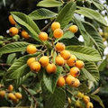 Loquat Tree  – Sweet Juicy Tropical Fruit Tree – Ships in Pot – Ready to Plant