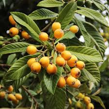 Loquat Tree  – Sweet Juicy Tropical Fruit Tree – Ships in Pot – Ready to Plant