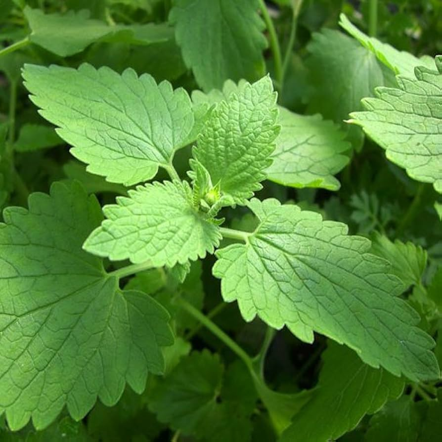 Catnip Seeds | 2,000 Heirloom Seeds | Non-GMO | Attracts Cats & Bees | Zones 3-9 |  | Culinary & Tea Use