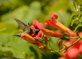12 Live Red Trumpet Vine Clippings | Campsis Radicans | Perennial Hummingbird Vine | Fast-Growing | Organic Starts |