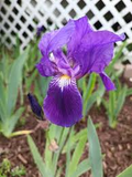 Light Purple Japanese Iris Live Roots | Freshly Dug Bulbs | Spring Blooming Perennial | Hardy & Low Maintenance | Pack of 4