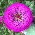 Purple Prince Zinnia Seeds | Non-GMO | 50-1,000 Seeds | Rosy Purple Blooms | Tall Cut Flowers | USDA Zones 1-10 |