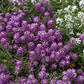 Violet Queen Alyssum Seeds | Non-GMO | Fragrant Purple Flowers | 4-6 Inches Tall | Long Bloom Season | USDA Zones 3-10 |
