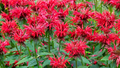 3 Live Cherry Red Monarda Bee Balm Plants | Vibrant Perennial Flowers | Butterfly & Pollinator Favorite | Sun-Loving Bergamot Starter