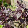 Dark Opal Basil Seeds | Heirloom, Non-GMO | Deep Purple Leaves | Culinary Herb | Fast Growing |  | 65 Days to Maturity