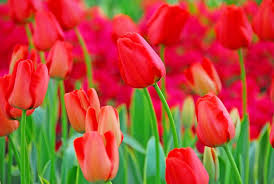 Tulip World’s Fire 55cm Tall Live Flower Bulbs | Red Darwin Hybrid Tulip | Big Spring Blooms | 5-Pack