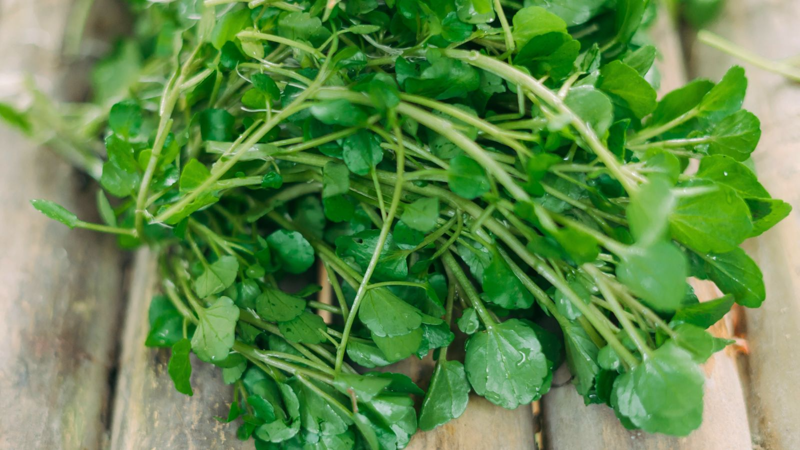 10 Fresh Watercress Cuttings with Roots – Live Vegetable – Ready to Plant – Fast Growing & Nutrient-Rich