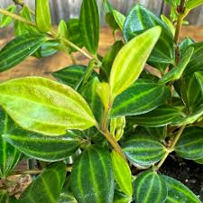 Peperomia Funky Frog Cuttings - Variegated Beetle Radiator Plant, Pet-Friendly, Easy Care Houseplant, 4" Unrooted, Perfect for Beginners