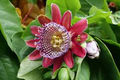 10 Giant Granadilla Seeds (Passiflora quadrangularis) - Huge Passionfruit Vine, Exotic Edible Fruit