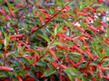 Cigar Plant (Cuphea Ignea) Starter Plant | Hummingbird & Butterfly Magnet | Live Seedling Grown in the USA