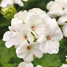 White Zonal Geranium Cuttings - 6" Unrooted Live Plant, Fast-Growing, Flowering Perennial for Outdoor Gardens, USDA Zones 10-11