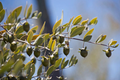 5 Jojoba Tree Seeds (Simmondsia chinensis) – Drought-Tolerant Shrub, Goat Nut Plant, USDA Zones 9-10, Rare Native Arid Climate Plant