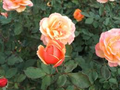 About Face Rose Starter Plant | Unique Two-Toned Blooms | Golden Orange & Ruby Red | 6-10" Tall Live Plant