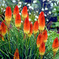 20 Rare Dwarf Fire Dance Torch Lily Seeds (Kniphofia hirsuta) – Hardy Perennial, 18-20” Tall