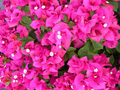 Helen Johnson Bougainvillea | Small Well-Rooted Starter Plant | Tropical Beauty for Indoor & Outdoor Gardens |