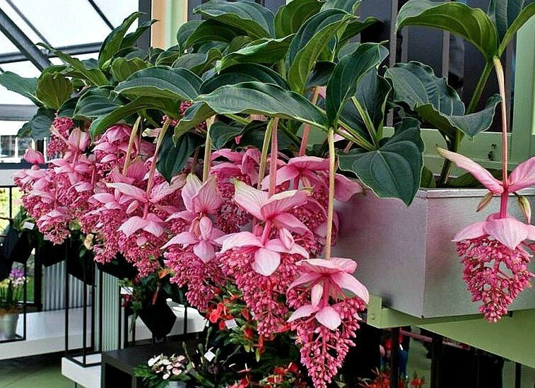 Royal Chandelier Medinilla Malaysian Orchid - Live Starter Plant- Rare, Pink Blooms - Indoor/Outdoor, Well Rooted, Cacti & Succulent
