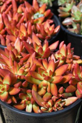 Sedum Adolphi Firestorm - 5 Live Cuttings, Yellow-Red Rosettes, Perfect for Succulent Gardens, USDA Zones 9-11
