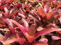 Neoregelia Bromeliad Super Fireball Cutting - 6" Red Serrate Foliage, Safe for Children