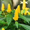 Golden Shrimp Plant Starter - Justicia brandegeana, Pachystachys lutea - Live Rooted Shrub Seedling, Yellow Blooms, Easy Care Plant