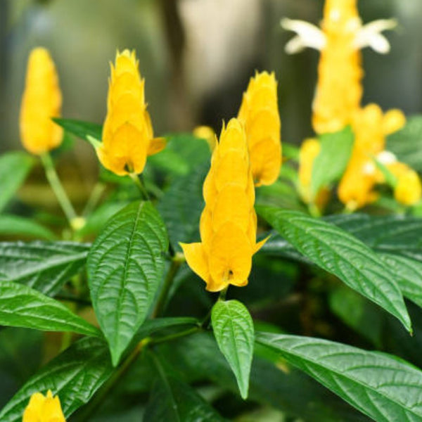 Golden Shrimp Plant Starter - Justicia brandegeana, Pachystachys lutea - Live Rooted Shrub Seedling, Yellow Blooms, Easy Care Plant