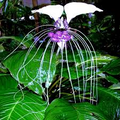10 White Bat Orchid Flower Seeds (Tacca integrifolia) – Exotic Tropical Houseplant, Rare Bat Shape Flower
