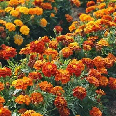 Sparky Mix Marigold Seeds | Non-GMO | Orange, Yellow, Red Blooms | Pest Repellent |