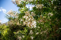 8 Fragrant Tea Olive Osmanthus Fragrans Live Cuttings 8”+ - Sweet Tea Evergreen, Fast-Growing, Aromatic, Edible Flowers