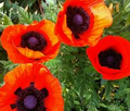 Oriental Poppy Seeds - 200 Perennial Flower Seeds, Reddish-Orange Blooms, Zones 3-8, Full Sun, Low Maintenance,