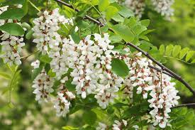 Flowering Black Locust Tree | Robinia pseudoacacia | Live Bare Root Plant 1' Tall | Fast-Growing Tree for Zones 4-8
