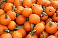 25 Wee-B-Little Pumpkin Seeds - AAS Winner, Non-GMO, Heirloom, Mini Pumpkins
