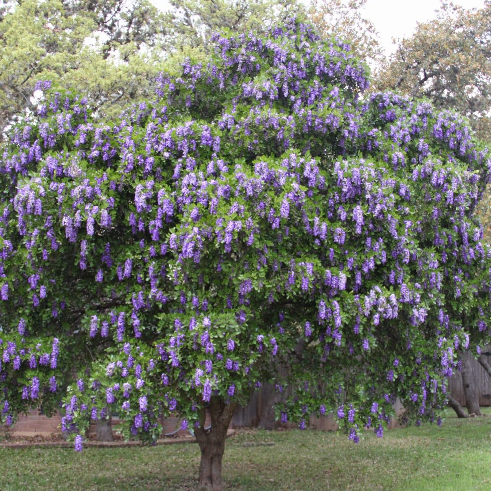 5 Texas Mountain Laurel Tree Seeds (Sophora secundiflora) – Fragrant Purple Blooms, Drought Hardy